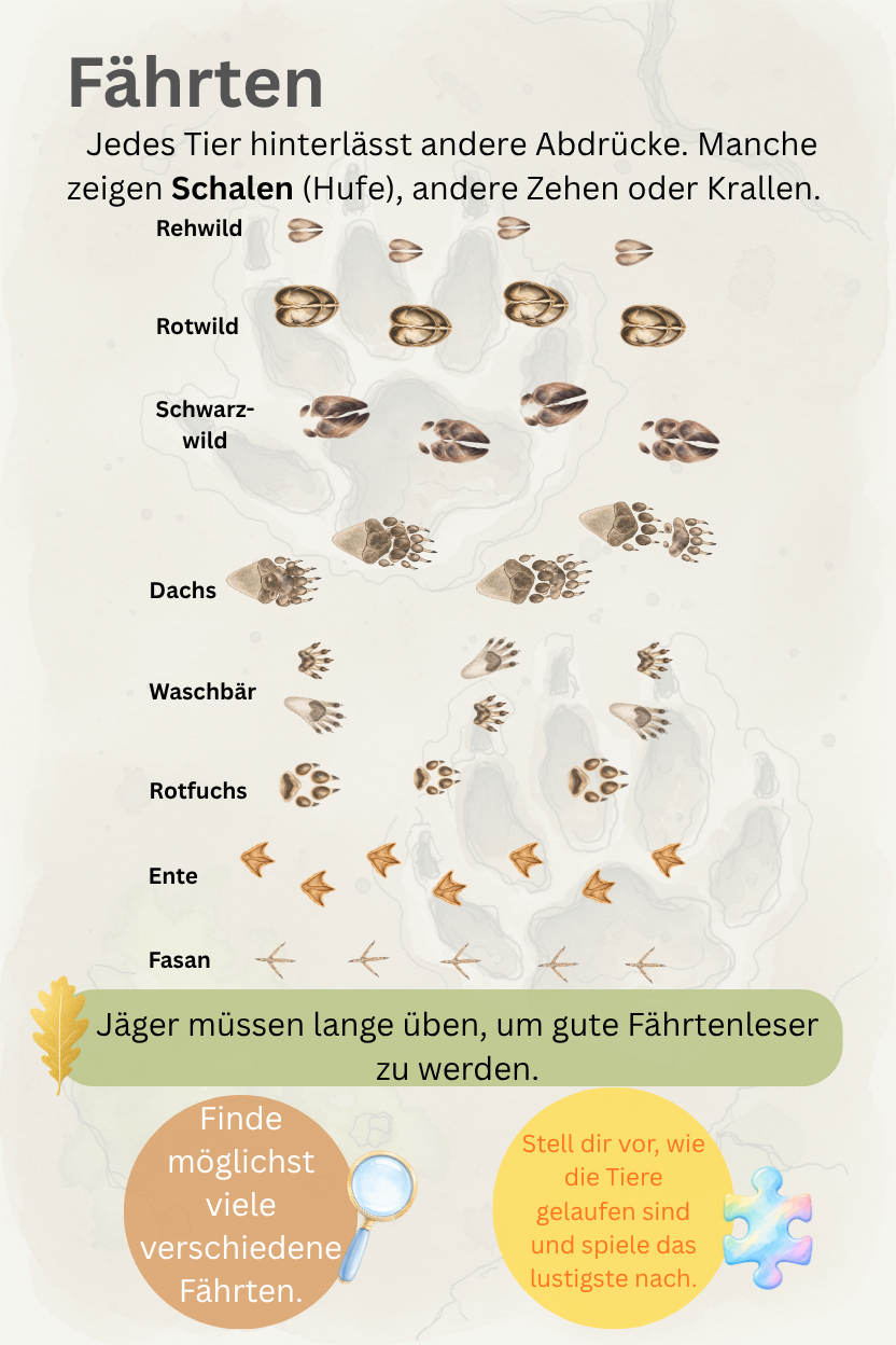 Entdeckerkarte Fährten – Aquarell verschiedener Trittsiegel im Waldboden