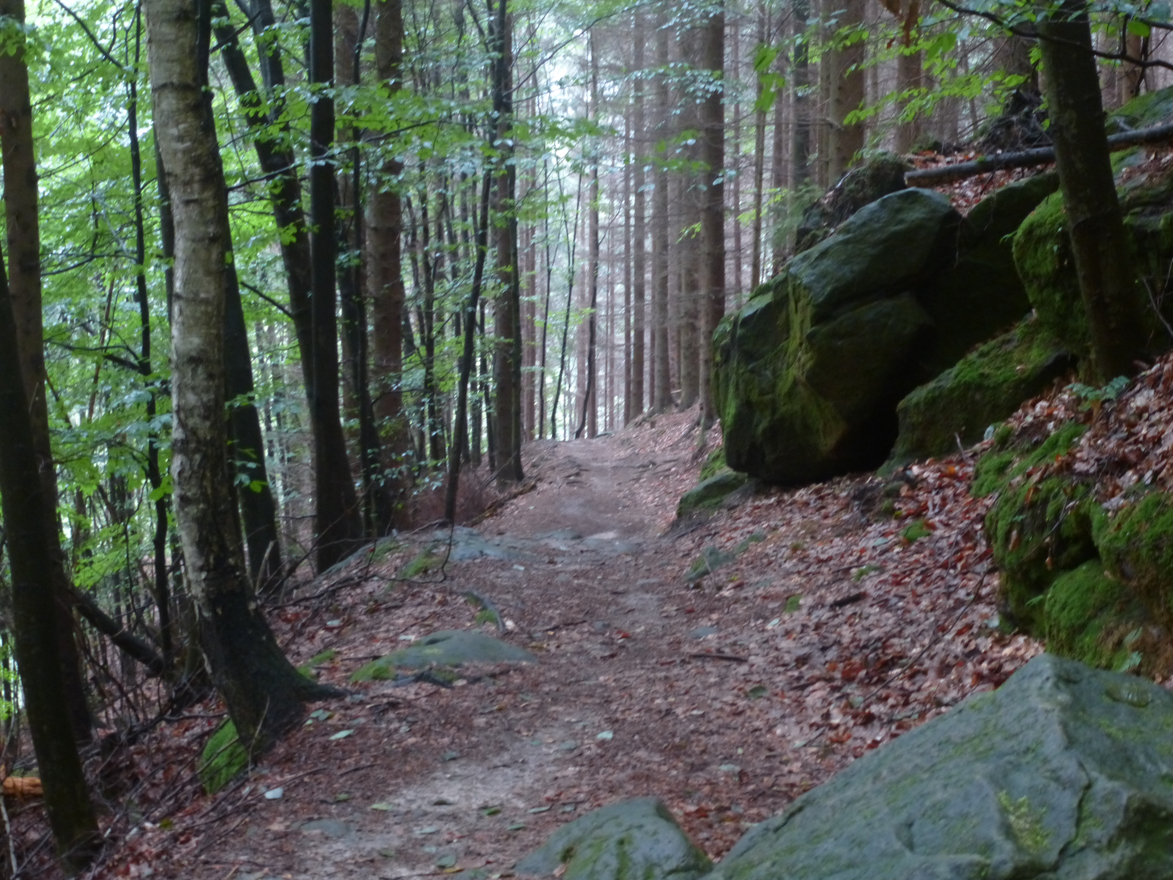 Waldweg zwischen moosbedeckten Felsen